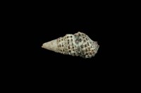 藏品(白葚蟹守螺)的圖片